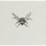 Alison Read - Beautiful Bee