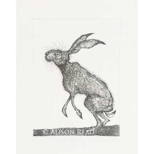 Alison Read - Hare Stare