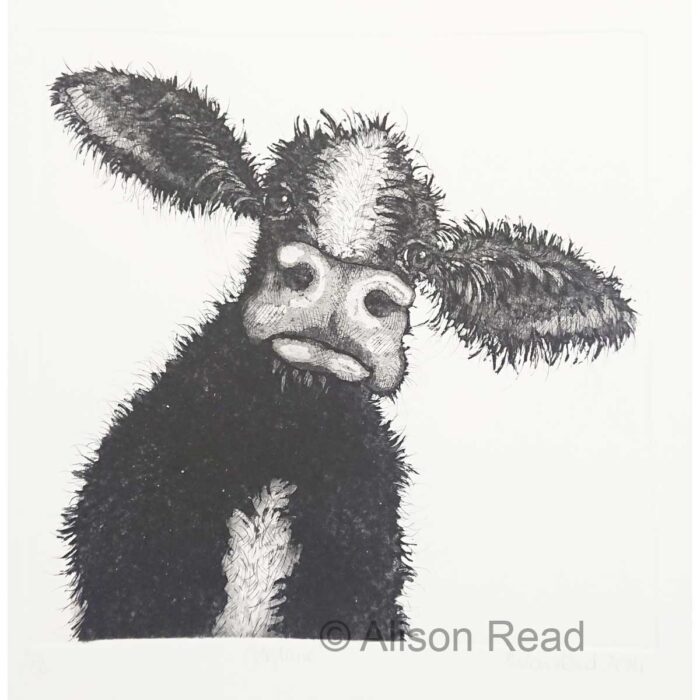 Josephine etching of a Cow by Alison Read