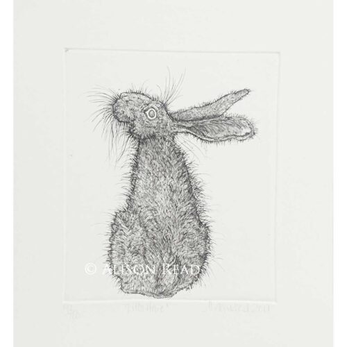 Alison Read - Little Hare