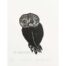 Alison Read - Shy Owl