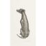 Alison Read - Untitled Lurcher