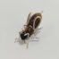 Becka Gauld - Bee Pin