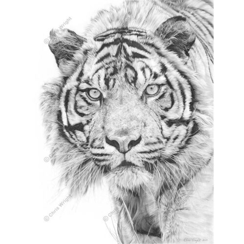 Chris Wright - Sumatran Sultan