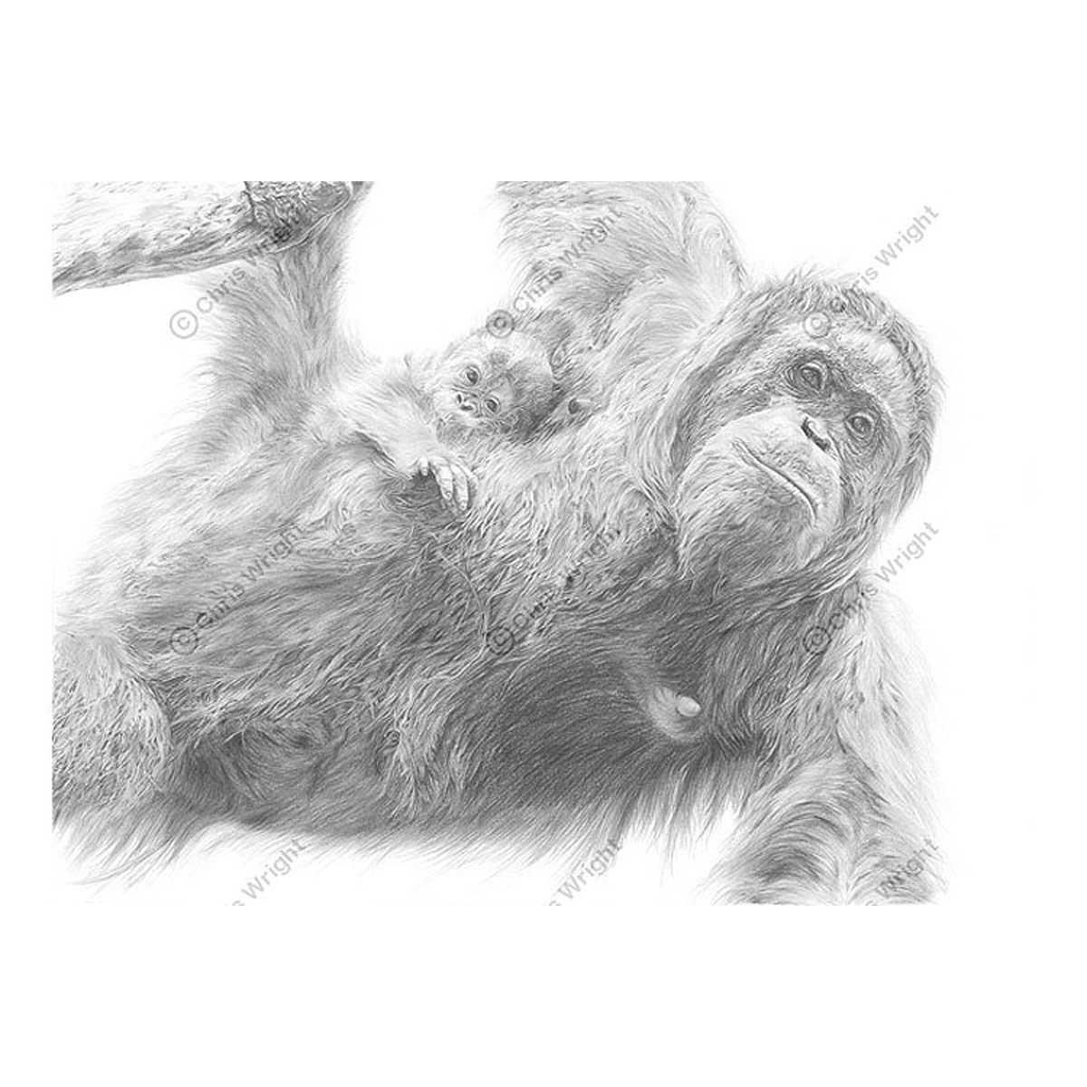 Chris R. Wright Artist Rabbit Hanging On - Limited edition print by Chris Wright