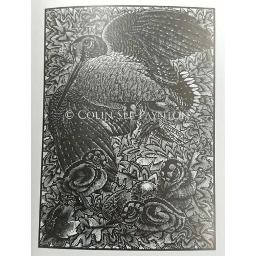 Colin See-Peynton - Fall of Woodcocks