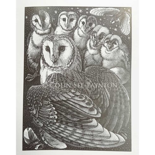 Colin See-Peynton - Parliament of Owls