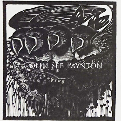 Colin See-Paynton - Swallows Nest