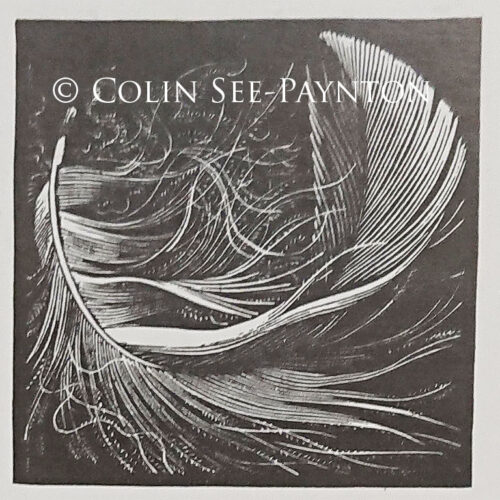 Colin See-Paynton - Swan Feather
