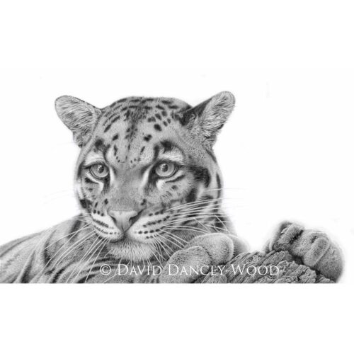 David Dancey-Wood - Clouded Leopard