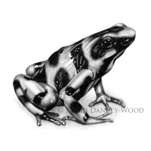 David Dancey-Wood - Jungle Jewel 1