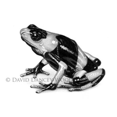 David Dancey-Wood - Jungle Jewel 2