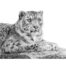 David Dancey-Wood - Snow Leopard