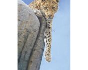 Eric Wilson - African Leopard