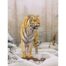 Eric Wilson - Siberian Tiger