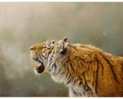 Eric Wilson - Greeting the first snows of Winter