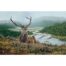 Eric Wilson - Stag at Loch Sheil