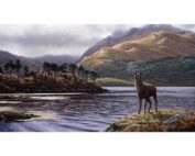 Eric Wilson - Stag at Loch Sunart