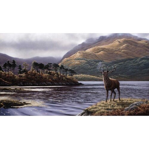 Eric Wilson - Stag at Loch Sunart