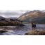 Eric Wilson - Stag at Loch Sunart