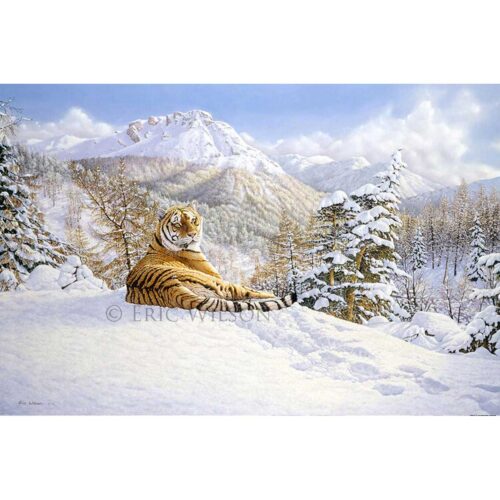 Eric Wilson - Taiga Tiger