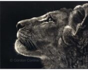 Gordon Corrins - Future King