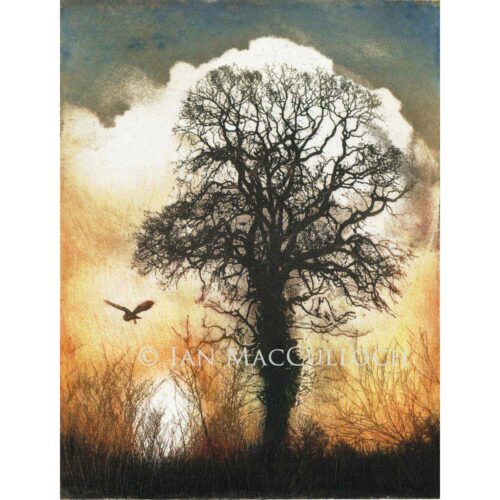 Ian MacCulloch - Barn Owl Hunting