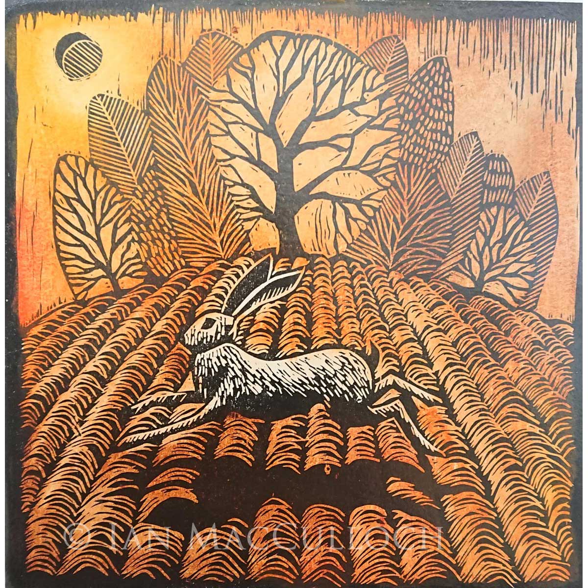 Ian MacCulloch - Copse Hare