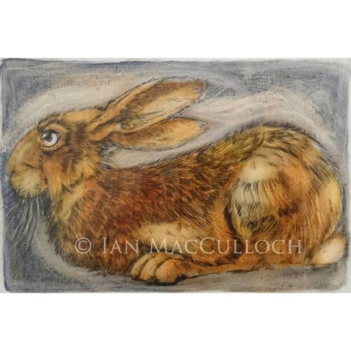 Ian MacCulloch - Resting Hare