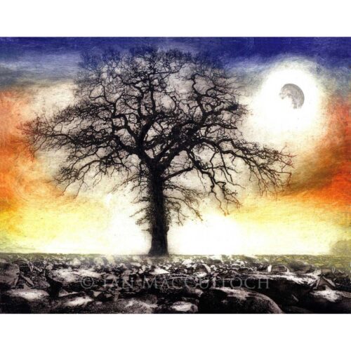 Ian MacCulloch - Scree Tree