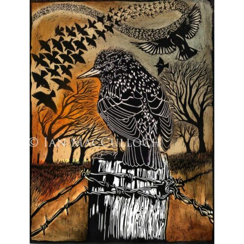 Ian MacCulloch - Starling Post