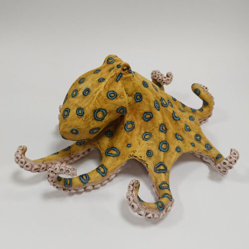 Julian Jardine - Blue Ringed Octopus