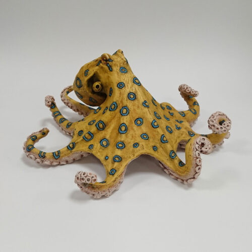 Julian Jardine - Blue Ringed Octopus