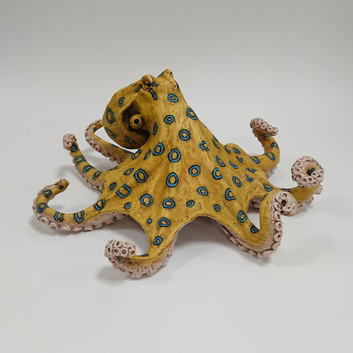 Julian Jardine - Blue Ringed Octopus