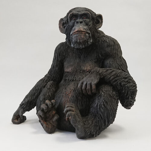 Julian Jardine - Chimpanzee