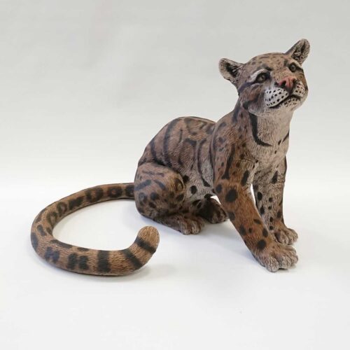 Julian Jardine - Clouded Leopard