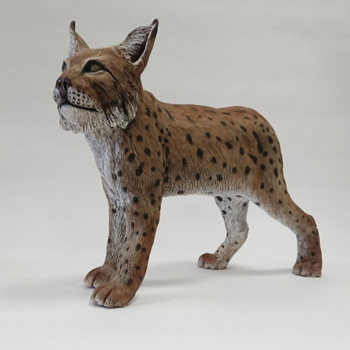 Julian Jardine - Eurasian Lynx