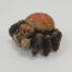 Julian Jardine - Jumping Spider No.2