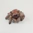 Julian Jardine - Jumping Spider