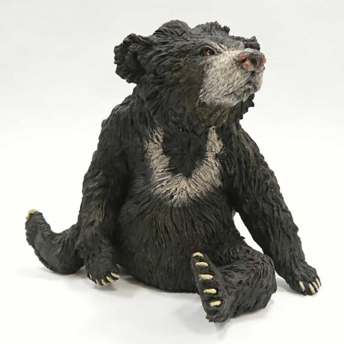 Julian Jardine - Sloth Bear Sitting