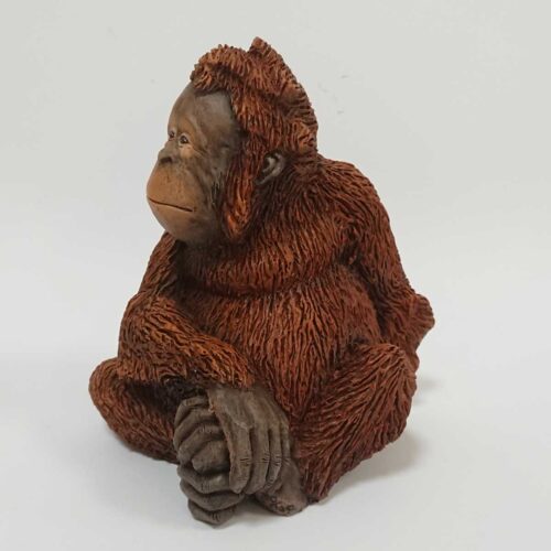 Julian Jardine - Young Orangutan