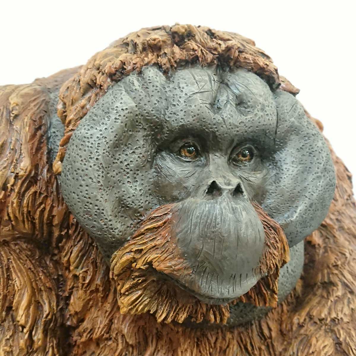 Julian Jardine - Adult Male Orangutan final detail