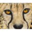 Natalie Mascall - Amber Eyes