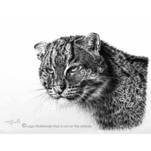 Natalie Mascall - Aquarius Fishing Cat