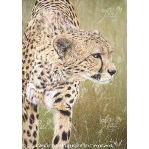 Natalie Mascall - Duma , Cheetah