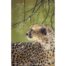 Natalie Mascall - Vigilance over the Mara