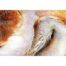 Nick Day - Barn Owl Roadkill 2
