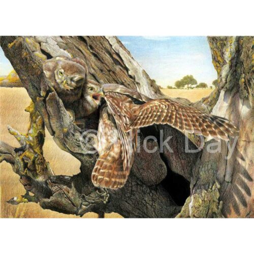 Nick Day -Little Owls at Nest Site