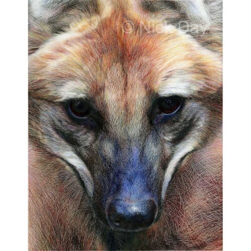 Nick Day - Maned Wolf