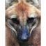 Nick Day - Maned Wolf